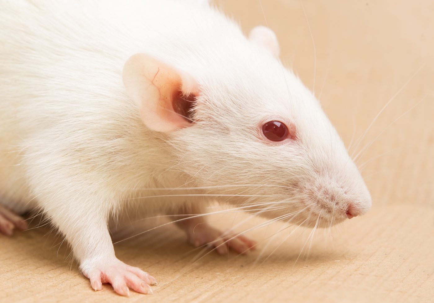 Experimental Vilon Treatment Restores Fertility in Endometriosis-Induced Rats
