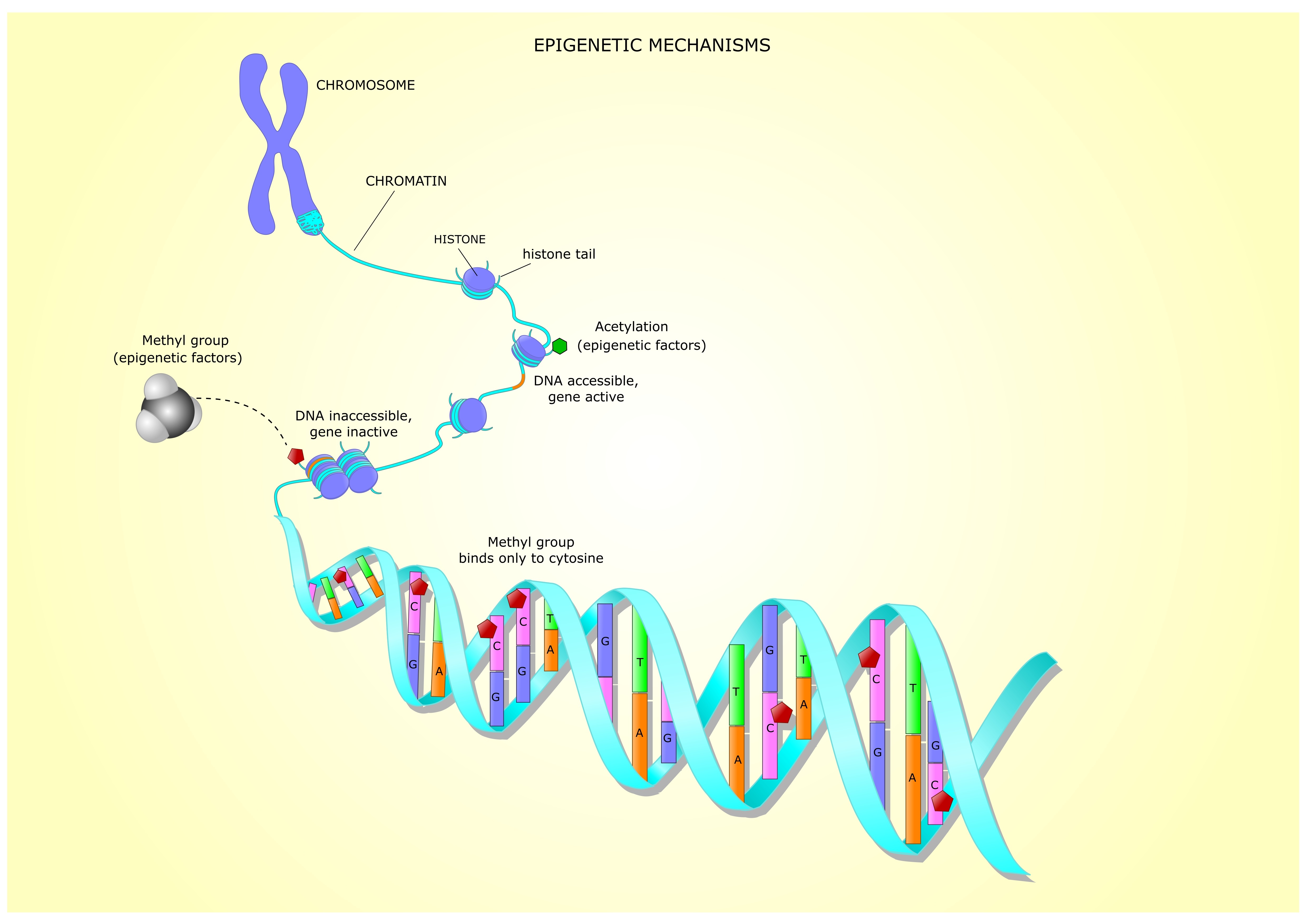 Группа днк. Связь между гистонами и ДНК. Epigenetic mechanisms. ДНК завернутая в гистоны. Эпигенетика инфографика.