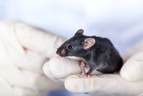 Inhibition of Specific Cytokine May Reduce Endometrial Lesions, Mouse Study Suggests