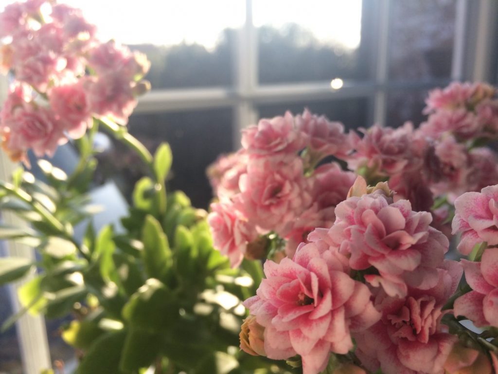 Spring flowers, flare