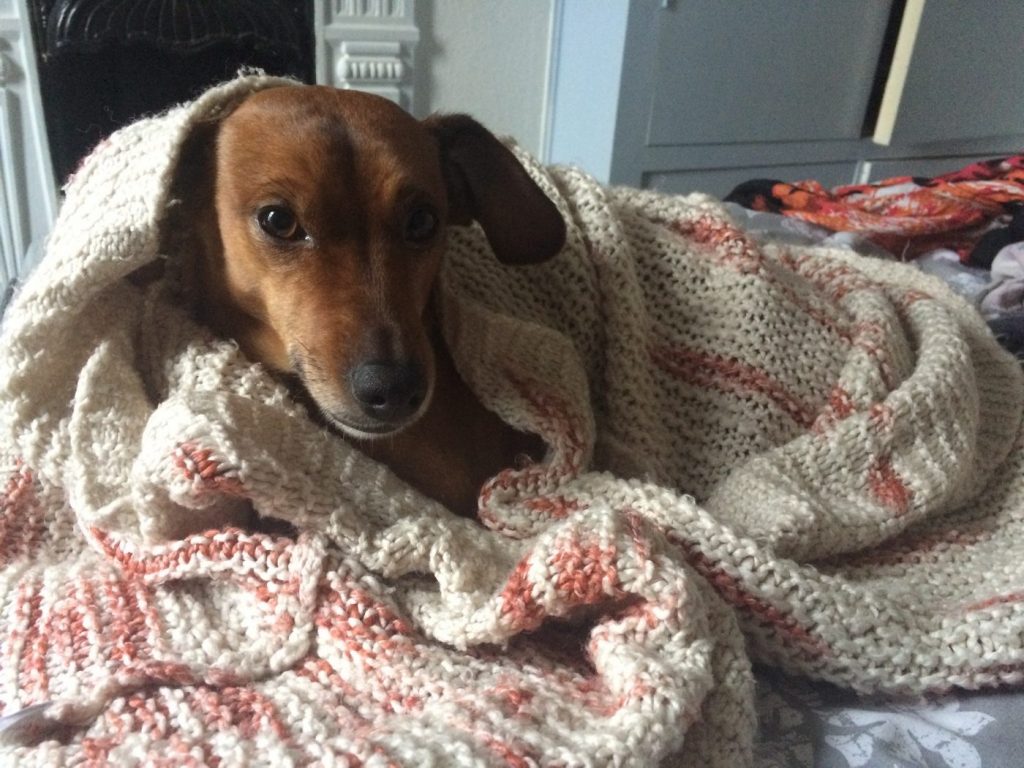Wiener dog in bed
