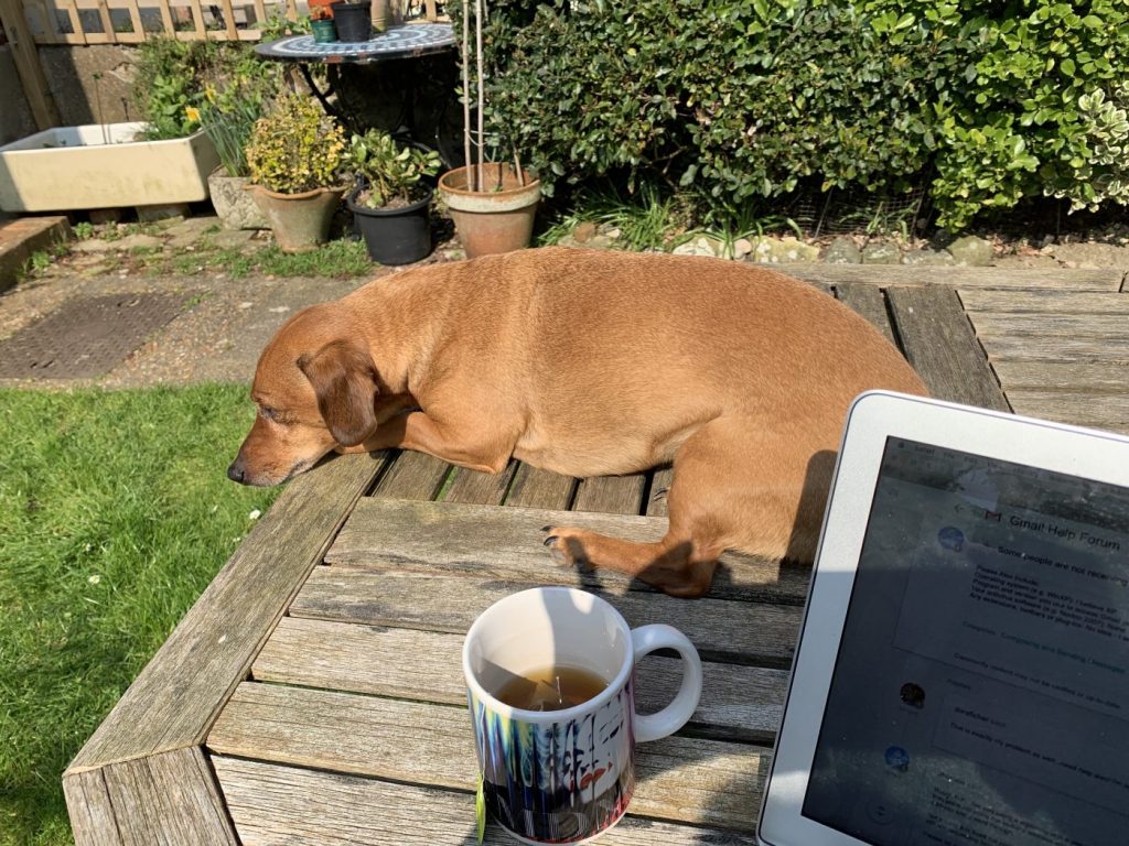 Working remotely with assistant wiener dog