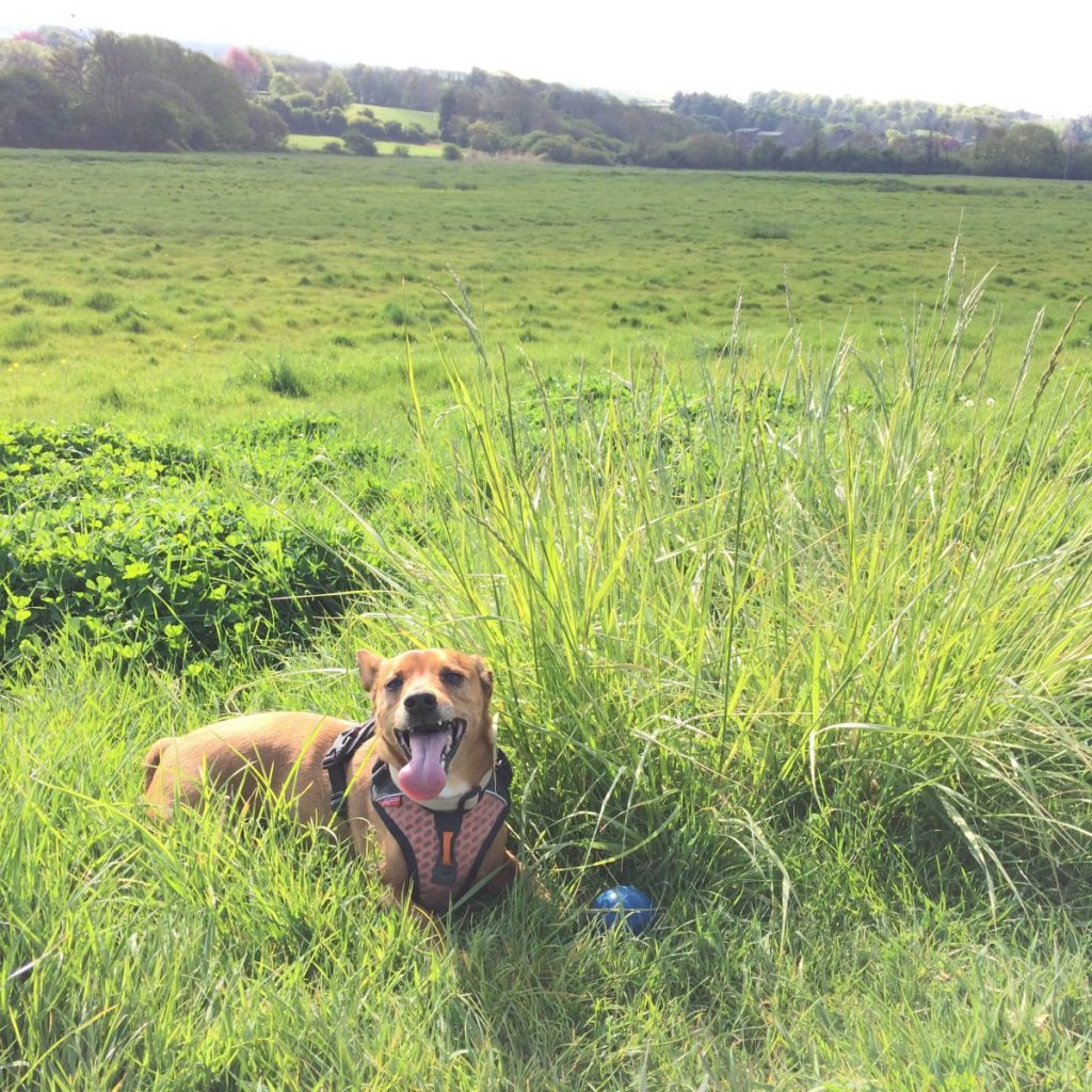 Dog on holiday mode